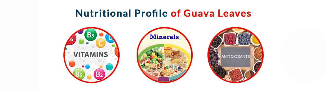 Nutritional Profile of Guava Leaves